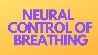 Neural control of breathing [upl. by Ihsakat290]