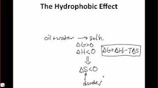 The Hydrophobic Effect [upl. by Arihay935]