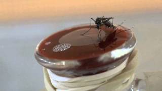 Mosquito BloodFeeding on a Membrane Feeder [upl. by Abie]