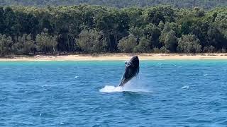 Whales Tangalooma Moreton Island [upl. by Standford]