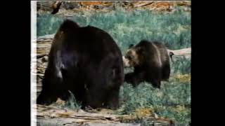 TOKLAT 1971 Leon Ames befriends a Grizzly lost nature film filmed in Oregon [upl. by Bradleigh468]