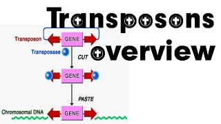 Transposons overview [upl. by Eceela158]