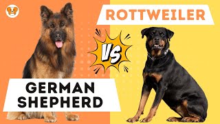 German Shepherd VS Rottweiler The Definitive Guide [upl. by Idalina]