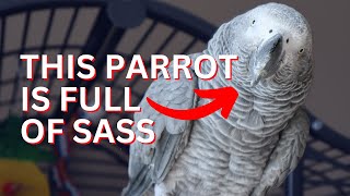 This Talking African Grey is full of Sass [upl. by Zola545]