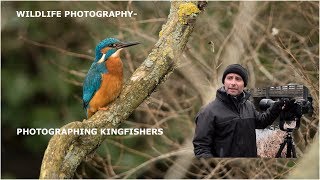 Photographing Kingfishers wildlife photography [upl. by Yevad]