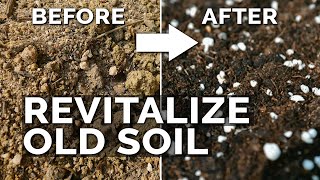 2 Easy Methods to Revitalize OLD Potting Soil [upl. by Acirre]