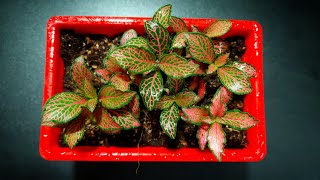 Fittonia Plant  Potting Mix For Fittonia Plant  Fittonia Repotting amp Its Care [upl. by Adamec838]