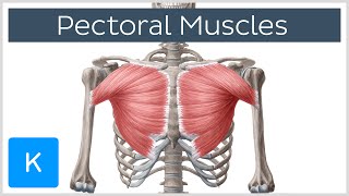 Pectoral Muscles Area Innervation amp Function  Human Anatomy  Kenhub [upl. by Yerga]