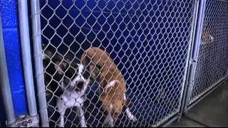 Bradley County Officials Debate Animal Control [upl. by Gable]