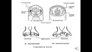 lecture 8 Medical Helminthology Phylum Nematoda [upl. by Valli]