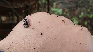 Diocalandra frumenti The lesser coconut weevil [upl. by Hazeghi]