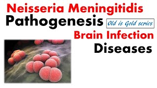 Neisseria meningitidis microbiology  Pathogenesis lab diagnosis disease treatment [upl. by Oidiple]