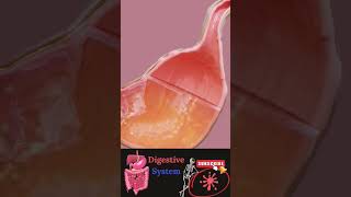 intestinal digestivesystem animation aesthetic gastrointestinal digestivetract doctor sati [upl. by Will]