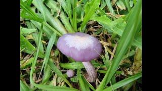 Lilac blewits Lepista sordidasublilacina [upl. by Rockey]