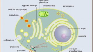 résumé biologie cellulaire svtu s1 [upl. by Welby]