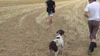 Saker Falcon Training Pointer first time [upl. by Ilatfen]