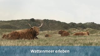 Wattenmeer erleben Urlaub auf Langeoog [upl. by Anerroc]