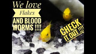 How to feed the African Cichlids Fry  First time feeding Flakes [upl. by Spiros]