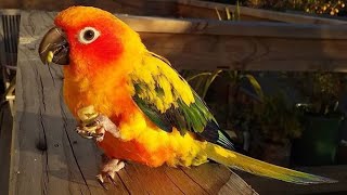 Sun Conure Singing  Parrot Sun Conure Playing  Sun Parakeet [upl. by Laumas]