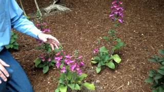 Digitalis purpurea  Foxglove  Landscape and Garden Flowers [upl. by Gnaw]