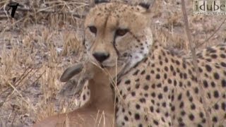 Cheetah Catches And Eats Antelope HD [upl. by Icnan]