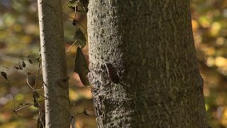 Spotted Lantern Flies laying eggs [upl. by Ploss118]