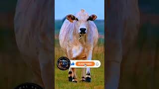 Udderly Captivating A CloseUp Look at a Cows Movements HD Slow Motion [upl. by Corydon]