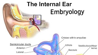 The embryology of ear👂 Part 1 [upl. by Hnaht]