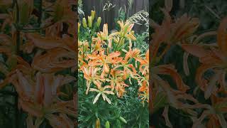 a look at all the tiger lilies blooming [upl. by Yeruoc977]