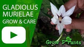 Gladiolus murielae  grow amp care Abyssinian gladiolus [upl. by Jehovah]