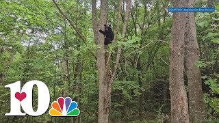 ABR releases bear cub back into the wilderness [upl. by Stanfield]