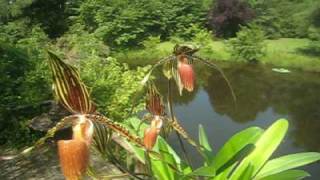 Paphiopedilum Susan Booth elegant slipper orchid in full bloom [upl. by Antipus]