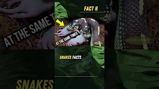 Two Headed Snakes Rare But Real facts snake history wildlife ytshorts trending snakevideo [upl. by Sidnac]