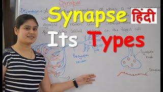 Synapse Physiology in Hindi  Types  Classification of synapse  Functions [upl. by Shayn]