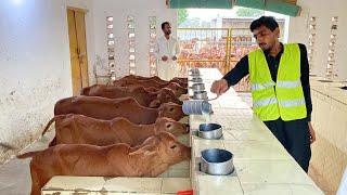 Sahiwal Calves Government Jehangirabad Sahiwal Cattle Farm Part 23 ll Calf Rearing cow dairyfarm [upl. by Walt412]