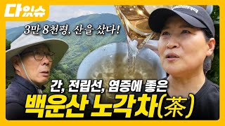 다있슈 ep6 광양 노각차  백운산 자생 노각나무  물처럼 마시는 無카페인 차 추천 [upl. by Carmine]