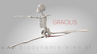 Gracilis Muscle 3D Animation 4K [upl. by Dnalkrik]