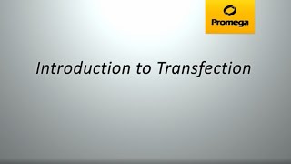 Introduction to Transfection [upl. by Basir]