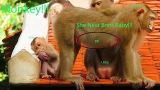 OMG Really Love Family monkey She near born baby We waiting Mum Lunna born baby [upl. by Goles]