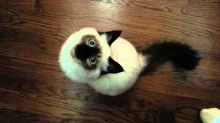 Birman Kitten Wants Attention [upl. by Jelks552]