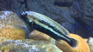 Male melanochromis auratus [upl. by Alfredo]