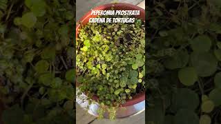 Peperomia Prostrata [upl. by Newfeld]