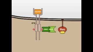 The MAP Kinase MAPK signalling pathway [upl. by Gorges839]