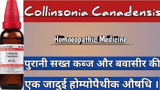 Collinsonia Canadensis  Use For Chronic Constipation amp Bleeding Piles Homoeopathicvines [upl. by Hayikat]