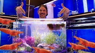 TUTO UN AQUARIUM FACILE POUR CREVETTES   TOOPET [upl. by Dowdell]