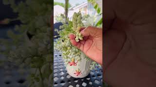 Cotyledon pendens suculenta con hermosas flores succulents [upl. by Lletnwahs]