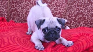 Puppies Barking Compilation  Cute Dog Barking Videos NEW [upl. by Ardnwahs]