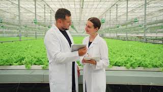 Teamwork greenhouse employee explains to an agronomist student of working as a lettuce grower [upl. by Yeargain]