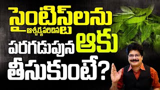 సైంటిస్ట్‌లను ఆశ్చర్యపరిచిన ఆకు Amazing Powerful Benefits of Leaves [upl. by Ganny652]