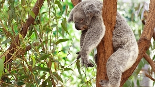 Koala Documentary  Australian Koalas  Cute Koala Bears  The Koala Bear  Animal amp Nature Film [upl. by Johppa867]